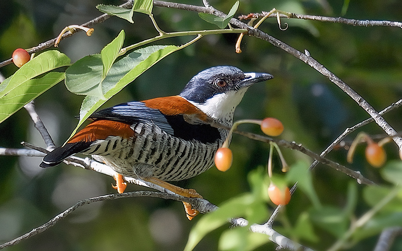Vietnamese Cutia (Cutia legalleni) at Da Lat Plateau, Southern Vietnam. Photo by: Bui Duc Tien - Vietnam Birdwatching Tours - Vietbirdtours.com